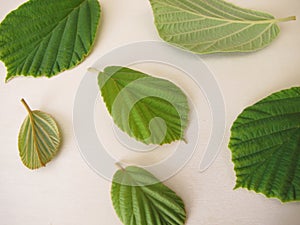 Leaves from the witch hazel