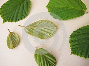 Leaves from the witch hazel