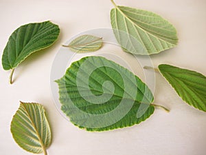 Leaves from the witch hazel