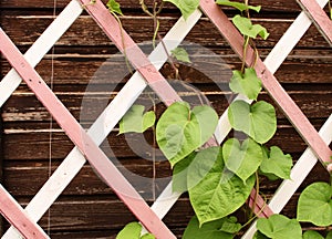 Leaves on a wooden lattice of the veranda