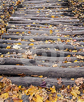 leaves on a wooden path in the autumn forest