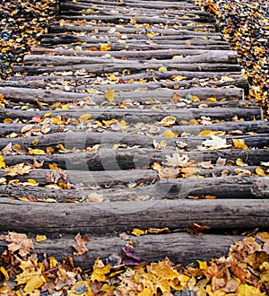 leaves on a wooden path in the autumn forest
