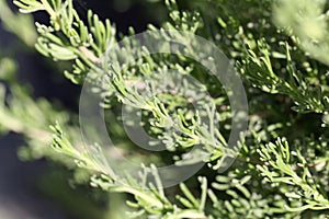 Leaves of the wormwood Artemisia caucasica