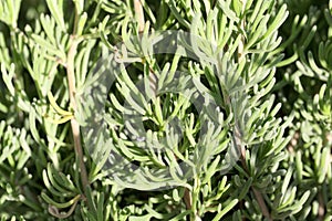 Leaves of the wormwood Artemisia caucasica
