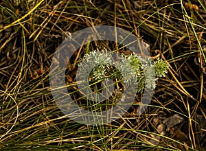 Leaves of wormwood tauricum on a dark background, beautiful green wormwood for the background.