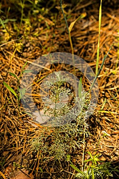 Leaves of wormwood tauricum on a dark background, beautiful green wormwood for the background