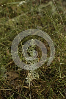 Leaves of wormwood tauricum on a dark background, beautiful green wormwood for the background