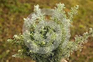 Leaves of wormwood tauricum on a dark background, beautiful green wormwood for the background.