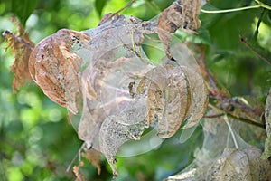 Leaves wrapped in spider webs