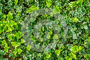 The leaves of a yellow variegated ivy plant in closeup, special ornamental cultivated specie