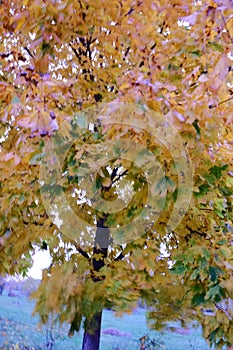 The leaves of a yellowed maple swaying in the wind are out of focus.