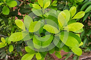 Leaves of the Yerba mate Ilex paraguariensis plant in Puerto Iguazu, Argentina photo