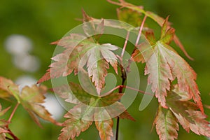 The leaves of a young Acer Palmatum sprouting in spring