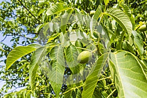 Leaves and young fruit walnut