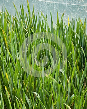 Leaves of young green grass with dew drops. The cultivation of wheat in agriculture