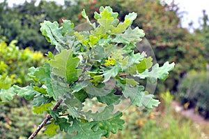 Leaves on a young oak tree