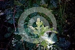 leaves of young oak on a tree