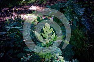 leaves of young oak on a tree