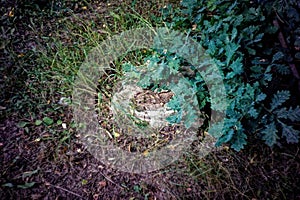 leaves of young oak on a tree