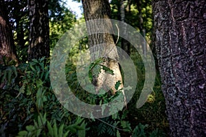 leaves of young oak on a tree