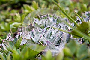 Leaves of young thorny steppe plant Cirsium arvense or thistle