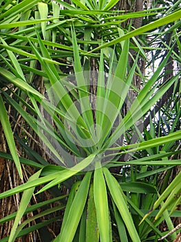 The leaves of yucca plant