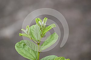 Leaves of Ziziphus mauritiana.The leaves are about 2.5 to 3.2 cm long and 1.8 to 3.8 cm wide having fine tooth at margin