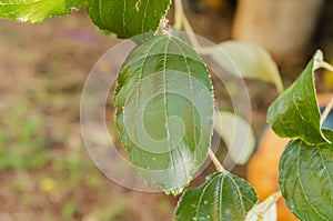 Adaxial Side Of Coolie Plum Leaf