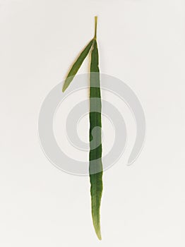 The leaves of zodia plant on white background