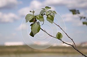 Leavesless branch of tree in spring