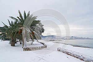 Leavs of palm trees covered with snow