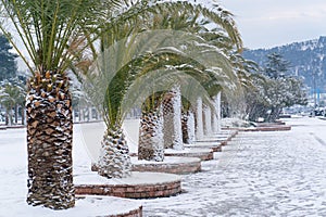 Leavs of palm trees covered with snow