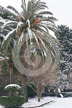 Leavs of palm trees covered with snow