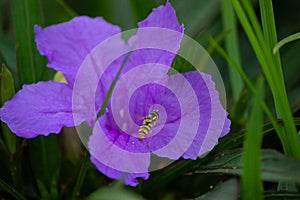 Lebah or bee or apoidae is perched on a purple rose