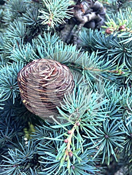 Lebanese cedar cone on the branch