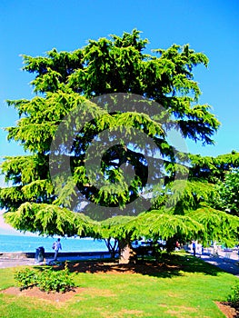 Lebanese cedar