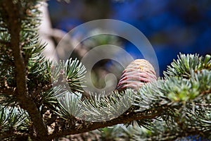 Lebanese cedar pinecone in botanical park, Spain