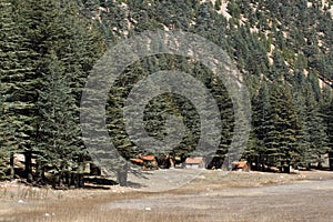 Lebanese cedar tree in the forest peak mountains