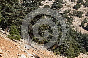 Lebanese cedar tree in the forest peak mountains