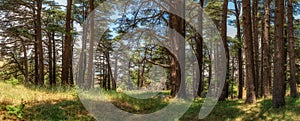 Lebanese Cedar trees in so called Cedars of God located in the Kadisha Valley of Bsharre, Lebanon