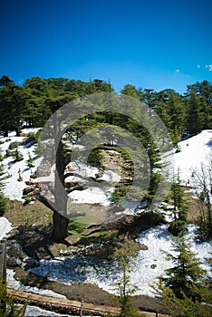 Lebanese cedars at the Arz ar-Rabb mountain aka Cedars of God in Kadisha valley, Lebanon