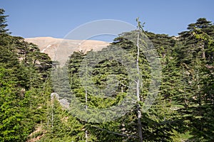 Lebanon cedar. The Cedars of God located at Bsharri, are one of the last vestiges of the extensive forests of the Lebanon cedar