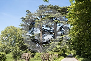 Lebanon Cedar, old protected tree in park photo