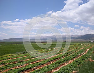 Lebanon, Fertile Valley