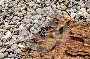 Lebbeck Tree Bark on Stones