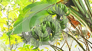 Lebmuernang Banana tree(Musa Paradisiaca)