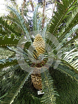 Lebombo Cycad