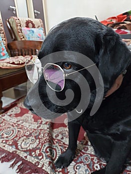 Lebradog wearing spectacle