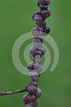 Lecanium Scale on Oak Tree