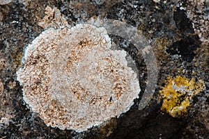 Lecanora campestris lichen on rock